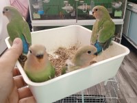 YAVRU CENNET VE SEVDA PAPAĞANI YAVRULARI