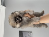 Pomeranian boo