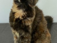 Maine coon dişi Tortie caramel