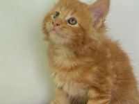 Maine Coon Erkek Kırmızı
