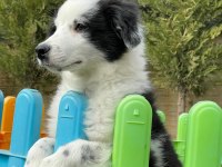 Border Collie Yavruları Aşıları Tam