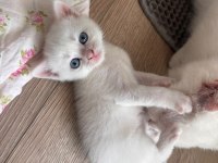 BRİTİSH PAŞALAR REZERVEYE AÇILMIŞTIR