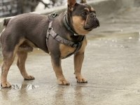French bulldog yavru köpekler
