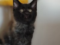 Vaşak kılığına girmiş maine coon leo