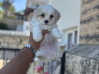 Orjinal maltese yavruları