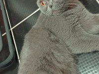 Scottish Fold Kızımıza Yuva Arıyoruz