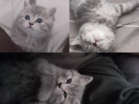 British shorthair silver açıklamayı okuyun