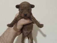 Poodle bebekleri