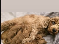 Rezerveye Açık Poodle