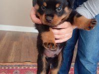 Rottweiler iki aylık