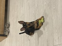 1 numara safkan pinscher 5 aylık