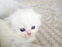 Scottish fold long hair yavruları