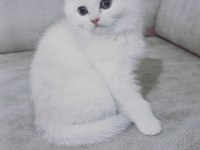 British shorthair 60 günlük yavrular sahiplendirilecektir