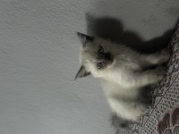 British Blue Point Kedimiz