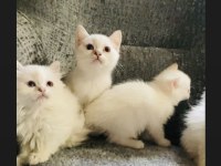 SAFKAN MAVİ GÖZ BRİTİSH YAVRULARIMIZ