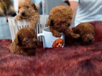 Kore toy Poodle yavrularımız ruhsatlı çiftliği mızden
