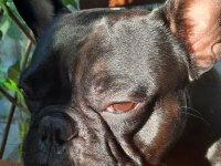 Ücretsiz Sahiplendirme French Bulldog