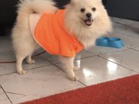 Pomeranian Spitz köpeğimiz 1 yaşında