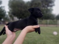 Chiuhuahua