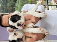 Safkan french bulldog yavruları