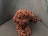 Minik Kore poodle