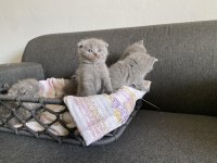Gri Scottish fold cinsi yavrular