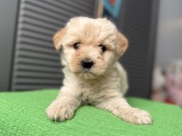 Güzeller güzeli maltipoo