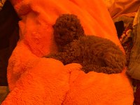 Toy poodle yakışıklı güzel bebeklerimiz