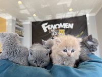 KEDİ DÜNYASINDAN RENK RENK BRITISH YAVRULAR ANKARA
