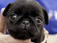PUG SAFKAN KÖPEĞİMİZ İÇİN ULAŞIN