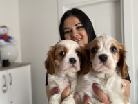 Sağlık ve ırk garantili cavalier king charles yavrularım
