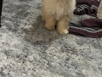 4 Aylık Güzeller Güzeli Minik Dişi Maltipoo