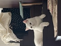 BRİTİSH SHORTHAİR 4,5 AYLIK 9 AYLIK BURSA