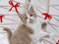 A kalite eşsiz güzellikte cinnamon bicolor british shorthair