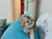 Scottish fold yavrularımızı sahiplendiriyoruz