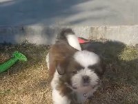 Oyuncu Max Shih Tzu Yavrusu Oğlumuzu Sahiplendireceğiz
