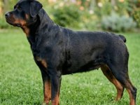 Rottweiler yavrularımız