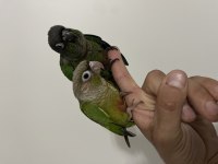Muhteşem bebek konur papağanları
