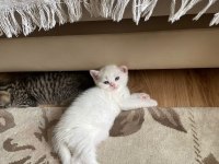 İki adet british shorthair 2 aylık yavru