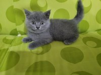 British shorthair yavru kedilerimiz