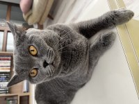 British shorthair kedimizi ücretsiz sahiplendirme