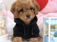 BEBEK SURAT OYUNCAK GİBİ MALTIPOO BEBEKLER