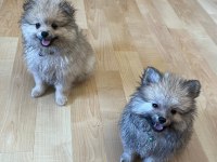 Yavru pomeranian