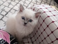 British shorthair uysal kedimiz