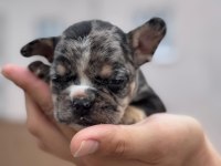 French bulldog yavrularımız ırk garantilidir