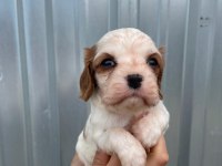 Irk garantili cavalier king charles