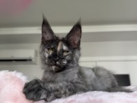 Maine Coon Dişi Black Tortie Pet Şecereli