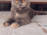 Ücretsiz sahiplendirme acil british shorthair