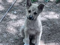 Akita inu yavrularımız 3 aylık
