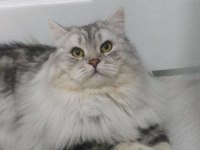 Chinchilla oğlumuza eş arıyoruz